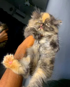 1-3 months Female Purebred Persian