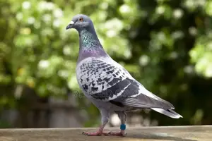 Foreign Peagons Available for Sale