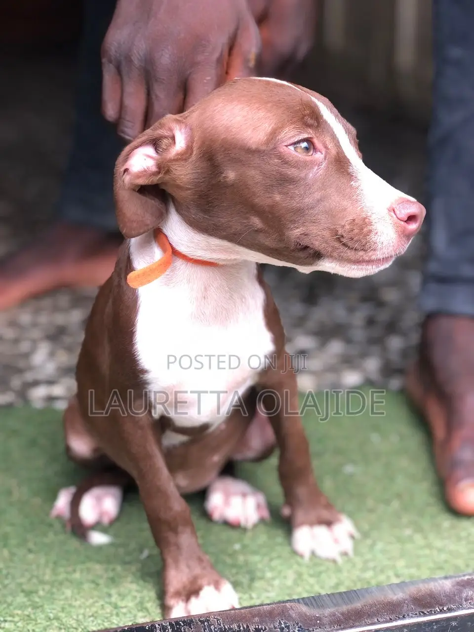 1-3 months Female Purebred American Pit Bull Terrier