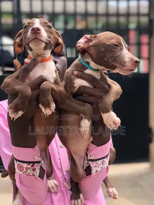 1-3 months Female Purebred American Pit Bull Terrier