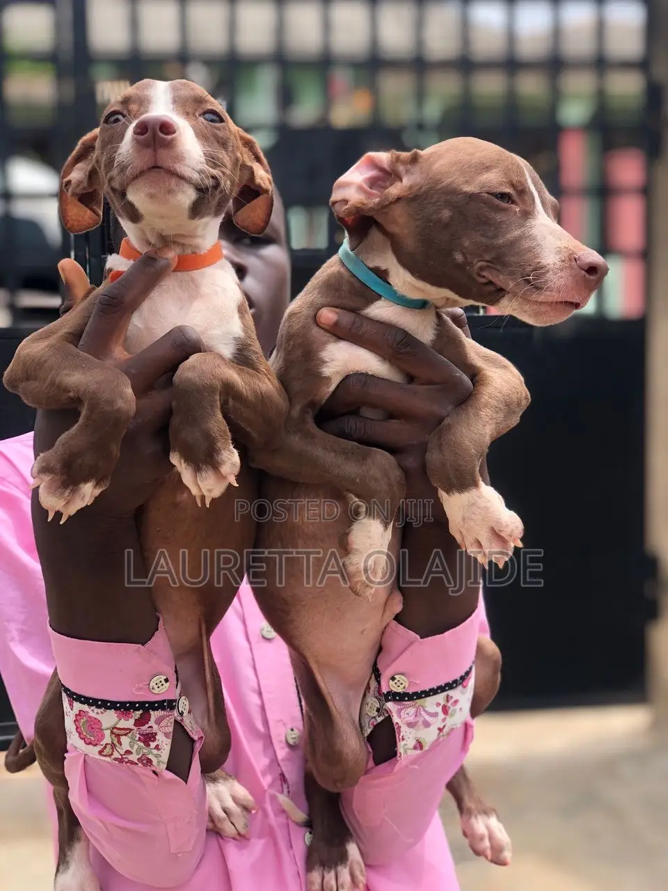 1-3 months Female Purebred American Pit Bull Terrier