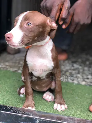 1-3 months Female Purebred American Pit Bull Terrier