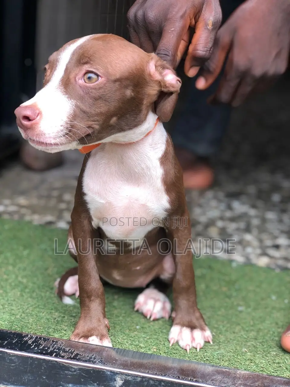 1-3 months Female Purebred American Pit Bull Terrier