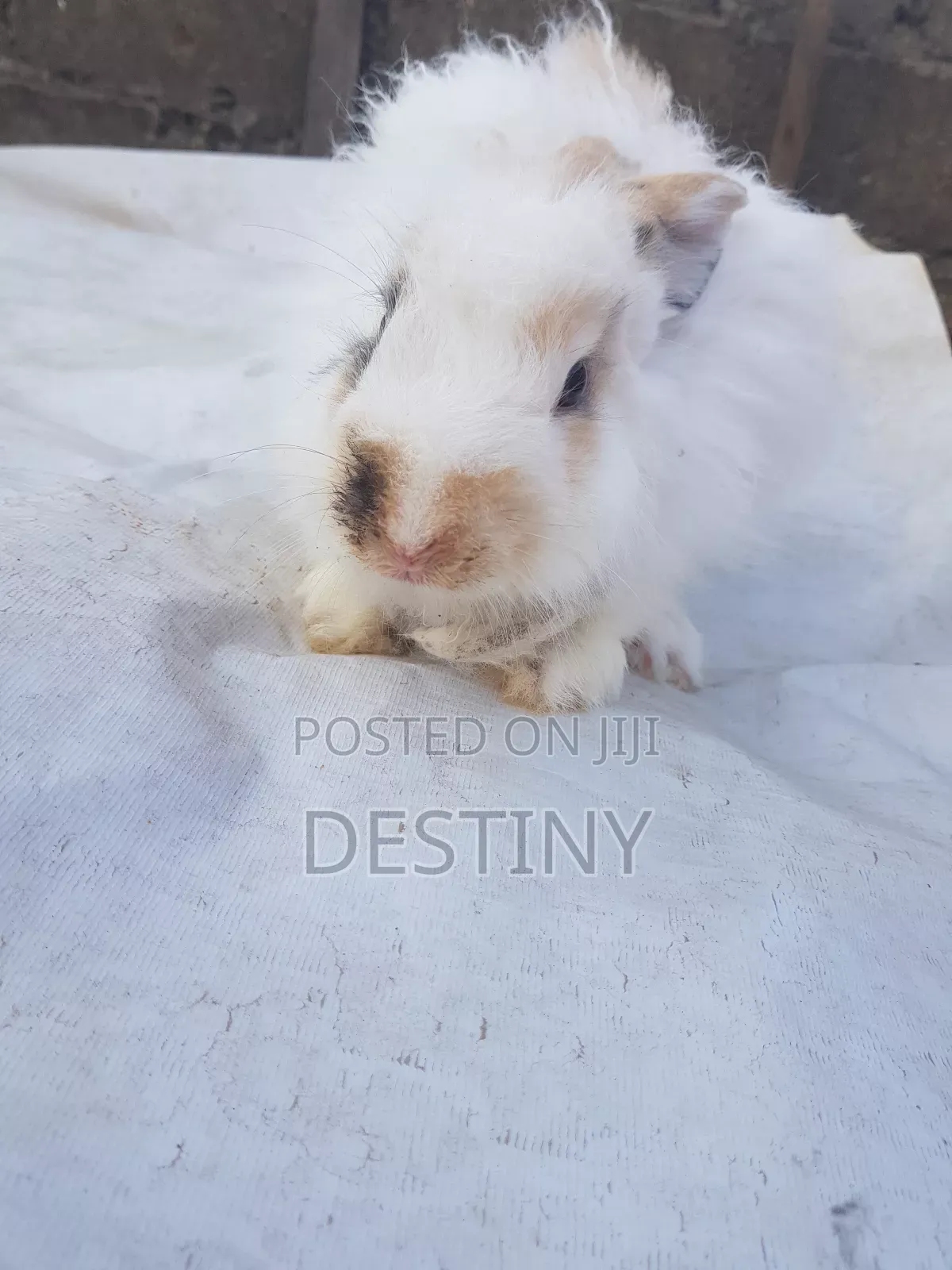 Rabbits for Sale