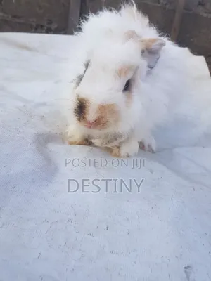 Rabbits for Sale