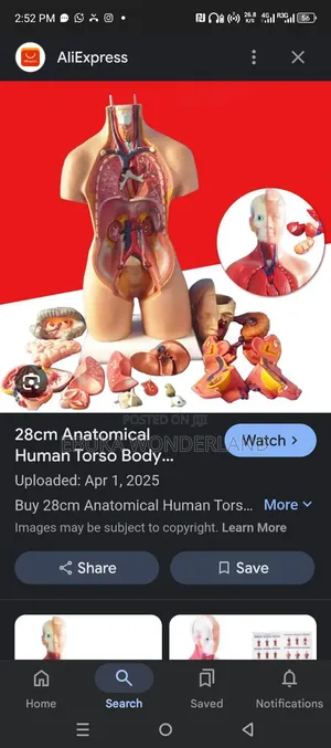Model Anatomical Human Torso Body