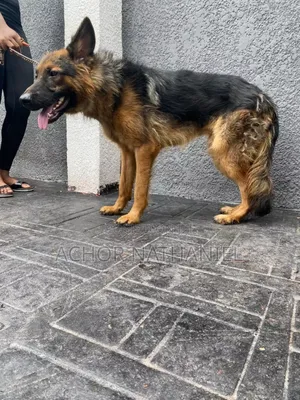6-12 months Male Purebred German Shepherd