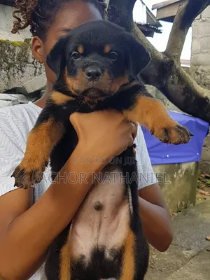 1-3 months Male Purebred Rottweiler