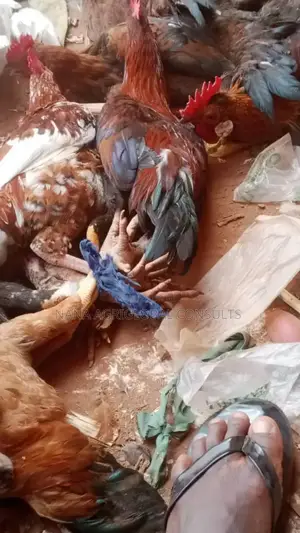 Fulani Chicken and Hausa Hen