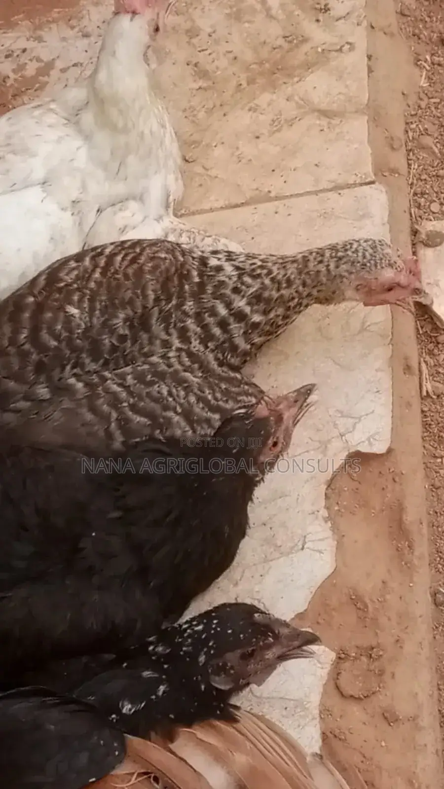 Fulani Chicken and Hausa Hen - NANA AGRIGLOBAL CONSULTS Price: ₦ 6,000 ...