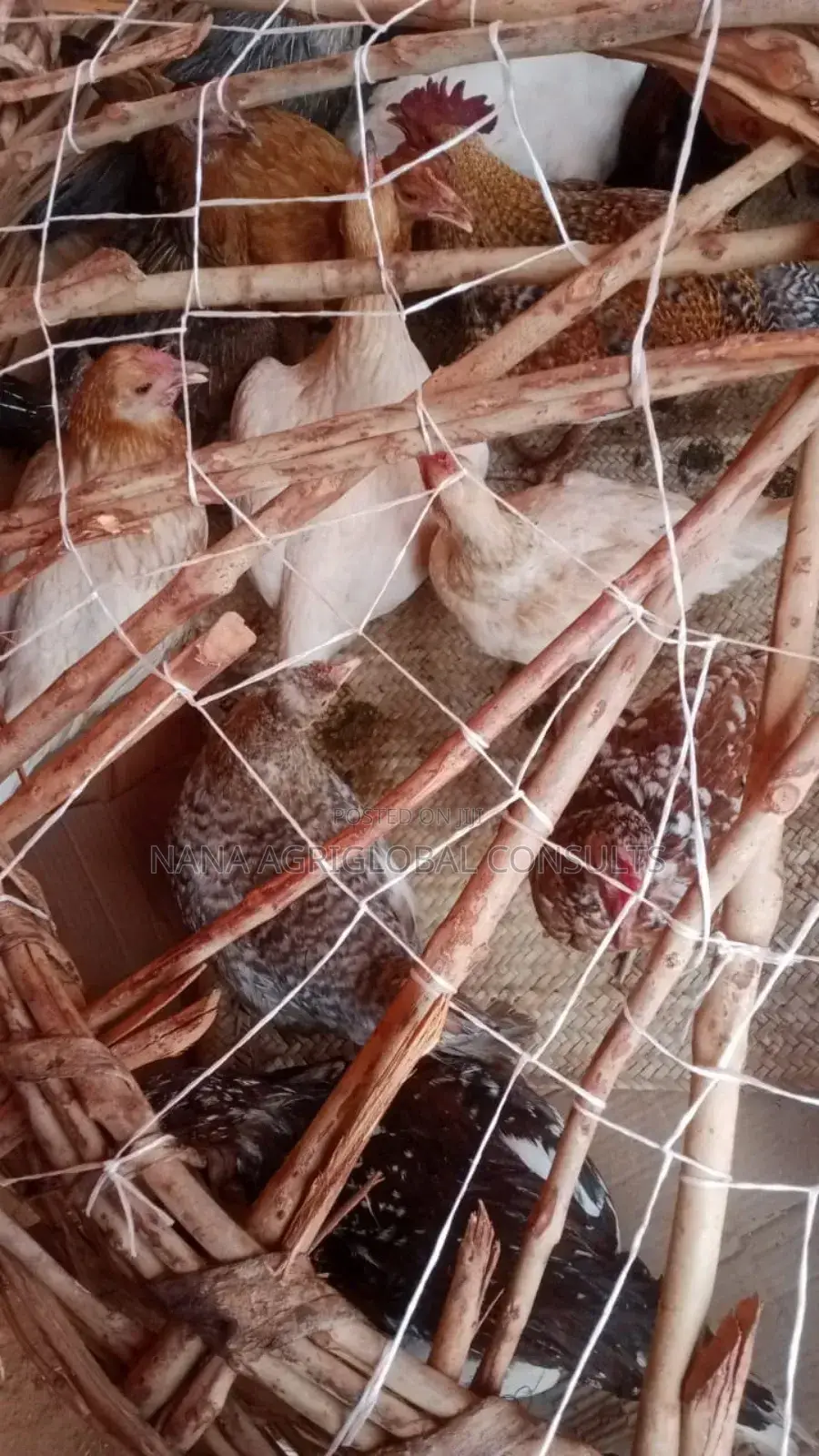 Fulani Chicken and Hausa Hen - NANA AGRIGLOBAL CONSULTS Price: ₦ 6,000 ...