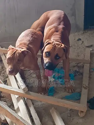 Photo - 1+ year Male Purebred American Pit Bull Terrier