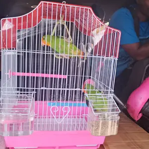 Parrot Cage for Sale