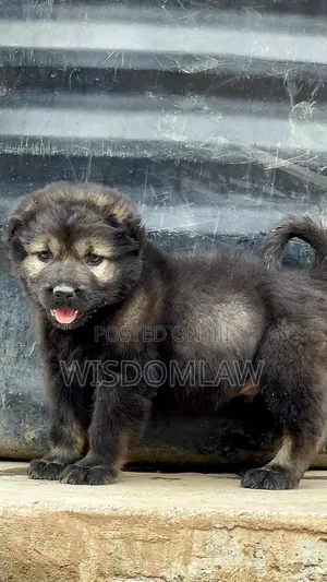 1-3 months Male Purebred Caucasian Shepherd