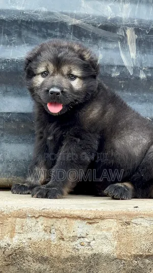 1-3 months Female Purebred Caucasian Shepherd