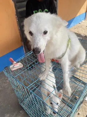 1+ year Male Purebred American Eskimo