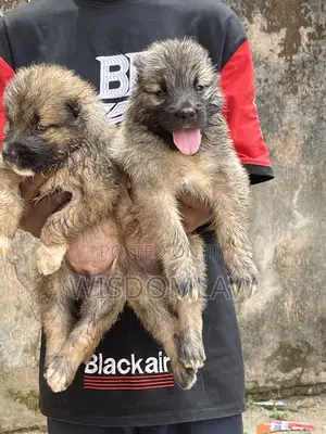 1-3 months Female Purebred Caucasian Shepherd