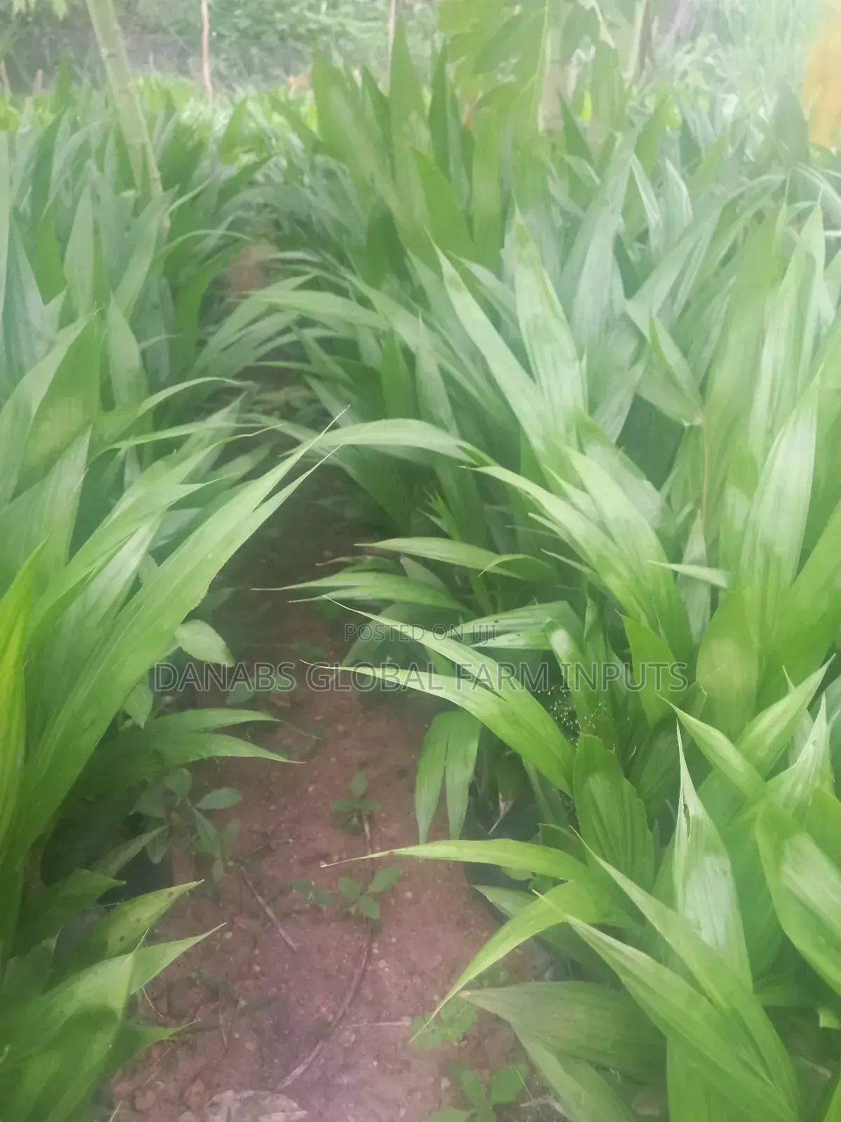 Tenera Oilpalm Seedlings