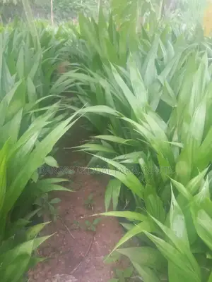 Tenera Oilpalm Seedlings