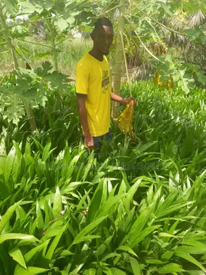 Tenera Oilpalm Seedlings