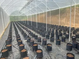 Soil Base Greenhouse