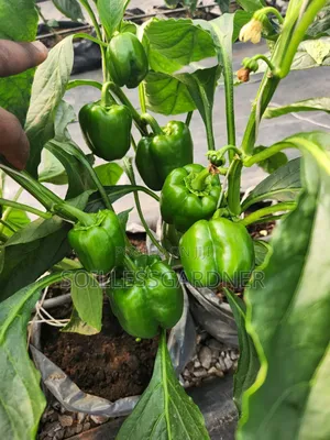 Vegetable Home Garden Package