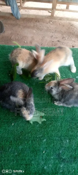 Harlequin Rabbit