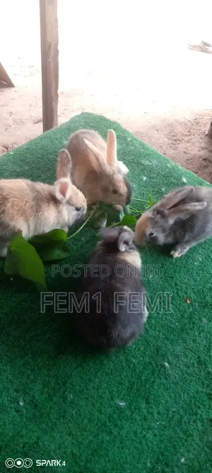 Harlequin Rabbit