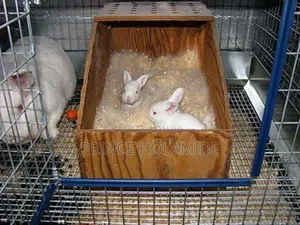 Hola's Pet World