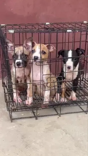 Photo - 1-3 months Female Purebred American Pit Bull Terrier
