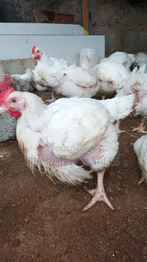 Boiler Chicken