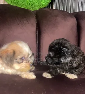 1-3 months Male Purebred Lhasa Apso