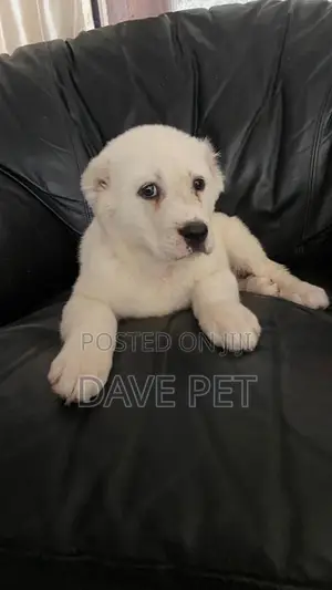 1-3 months Female Purebred Alabai