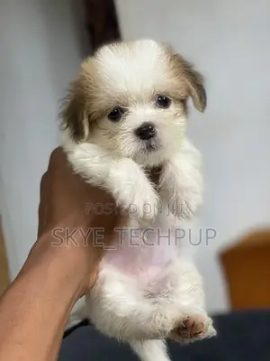 1-3 months Female Purebred Lhasa Apso