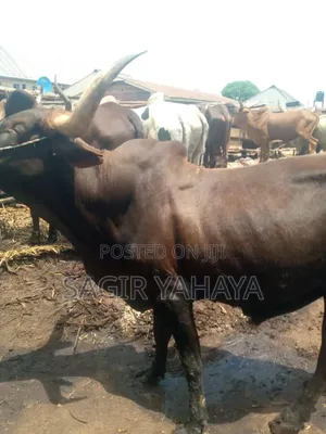 Dankasa Cow for Sell