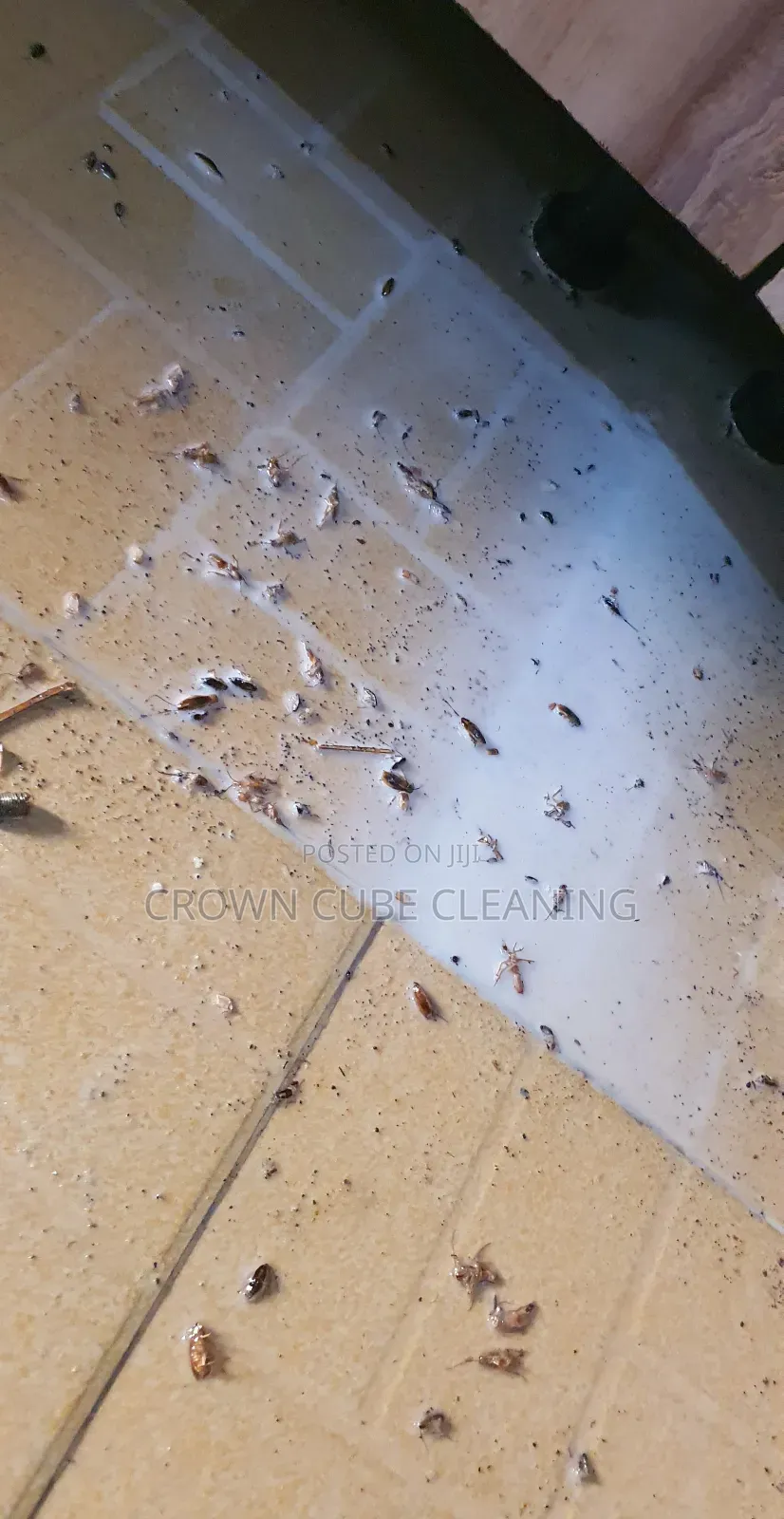 Insects and Bedbugs Fumigation