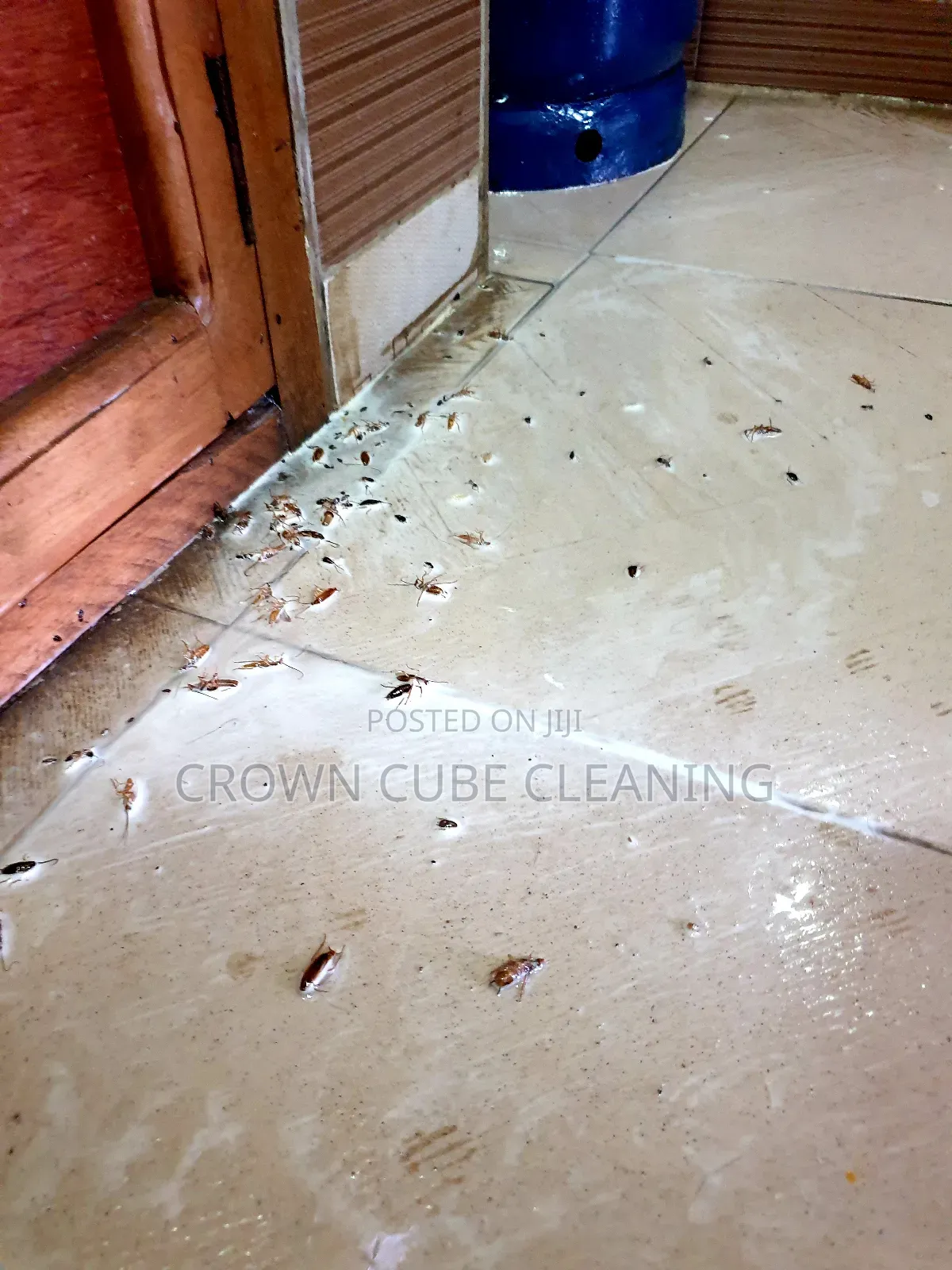 Insects and Bedbugs Fumigation