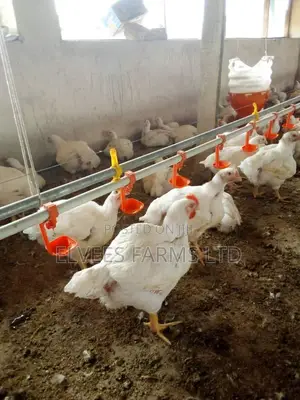 Organic Grown Big Chicken Broiler