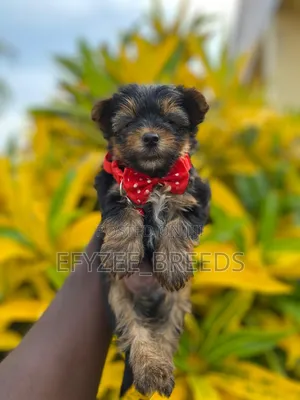 1-3 months Male Purebred Yorkshire Terrier
