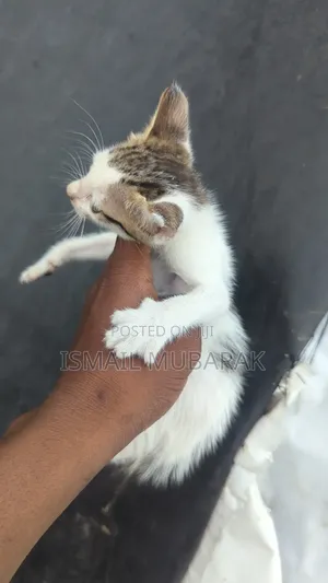 1-3 months Male Purebred American Shorthair