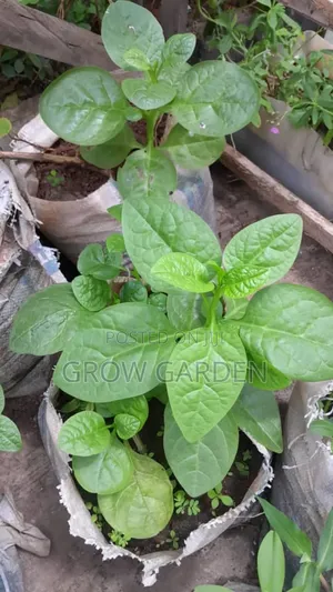 Spinach Seedling