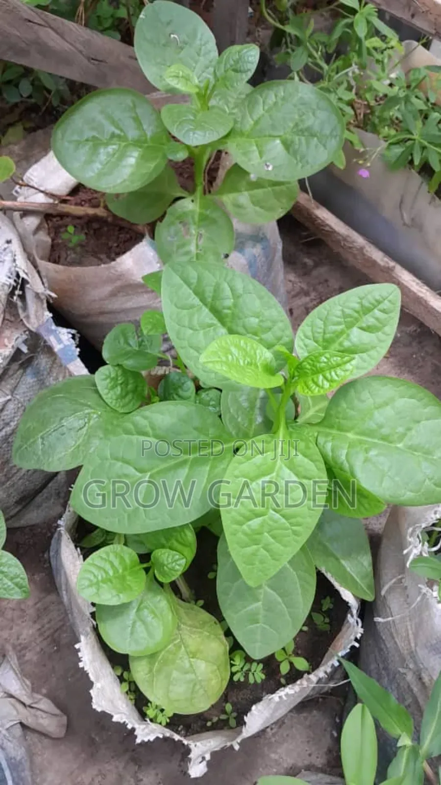 Spinach Seedling