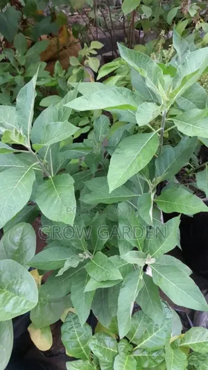 Bitter Leaf
