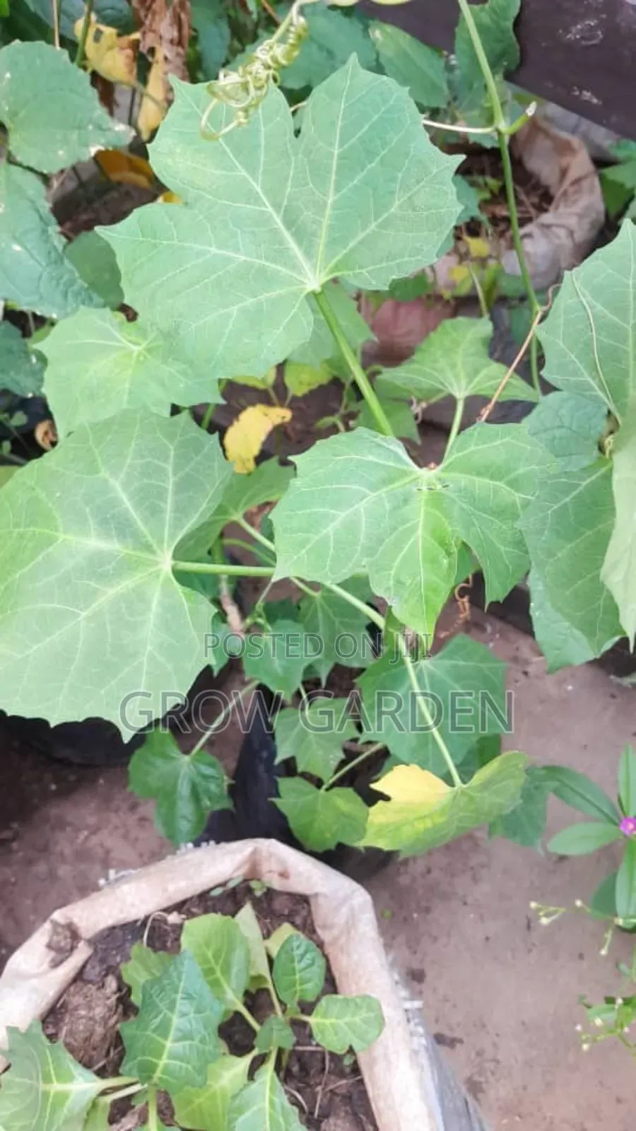 Hospital Too Far Seedling