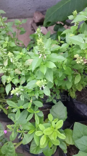 Curry Leaves Seedling