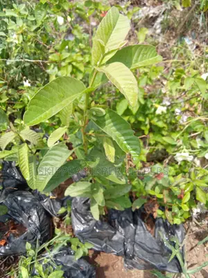 Hybrid Jumbo Guava