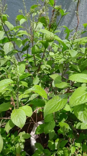 Scent Leaves