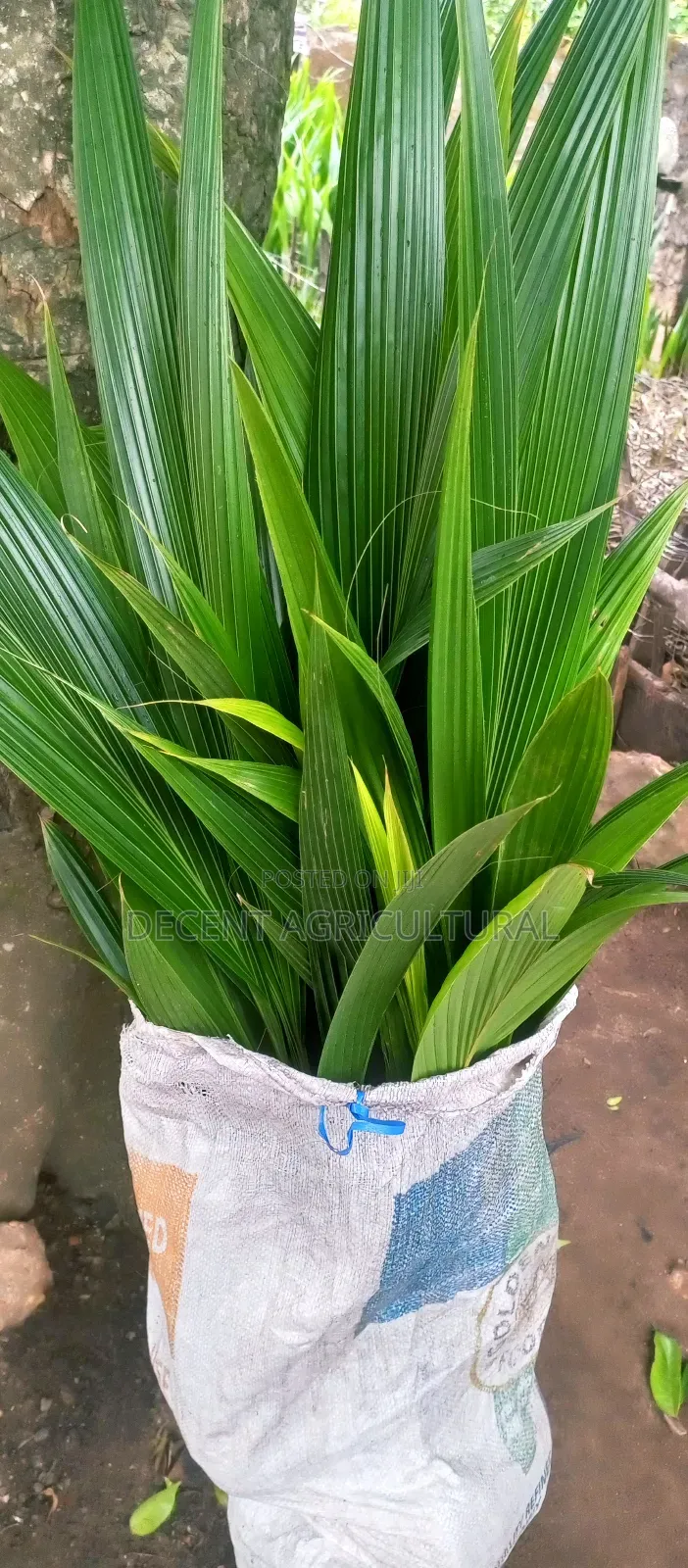Improved Agric Coconut Seedlings.