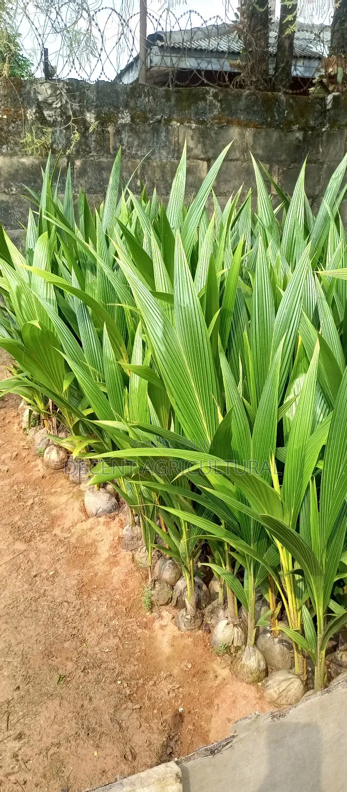 Improved Agric Coconut Seedlings.