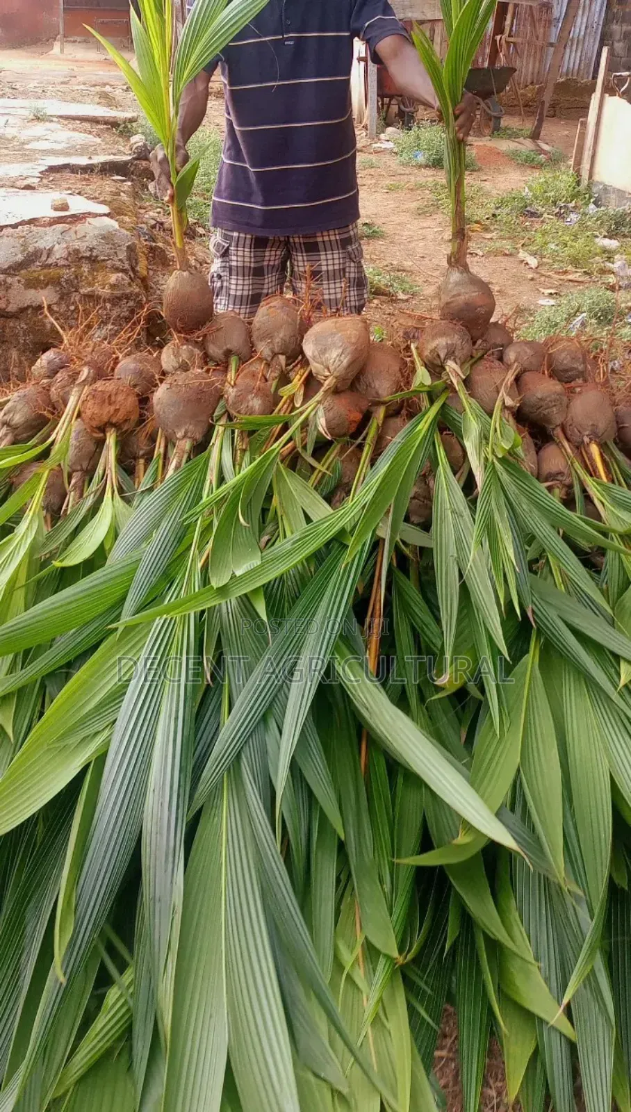 Improved Agric Coconut Seedlings.